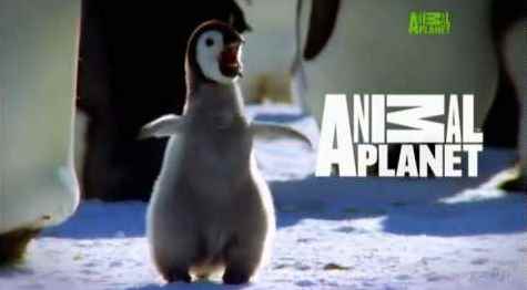 Музыка и видеоролик из рекламы Animal Planet - 15th Anniversary