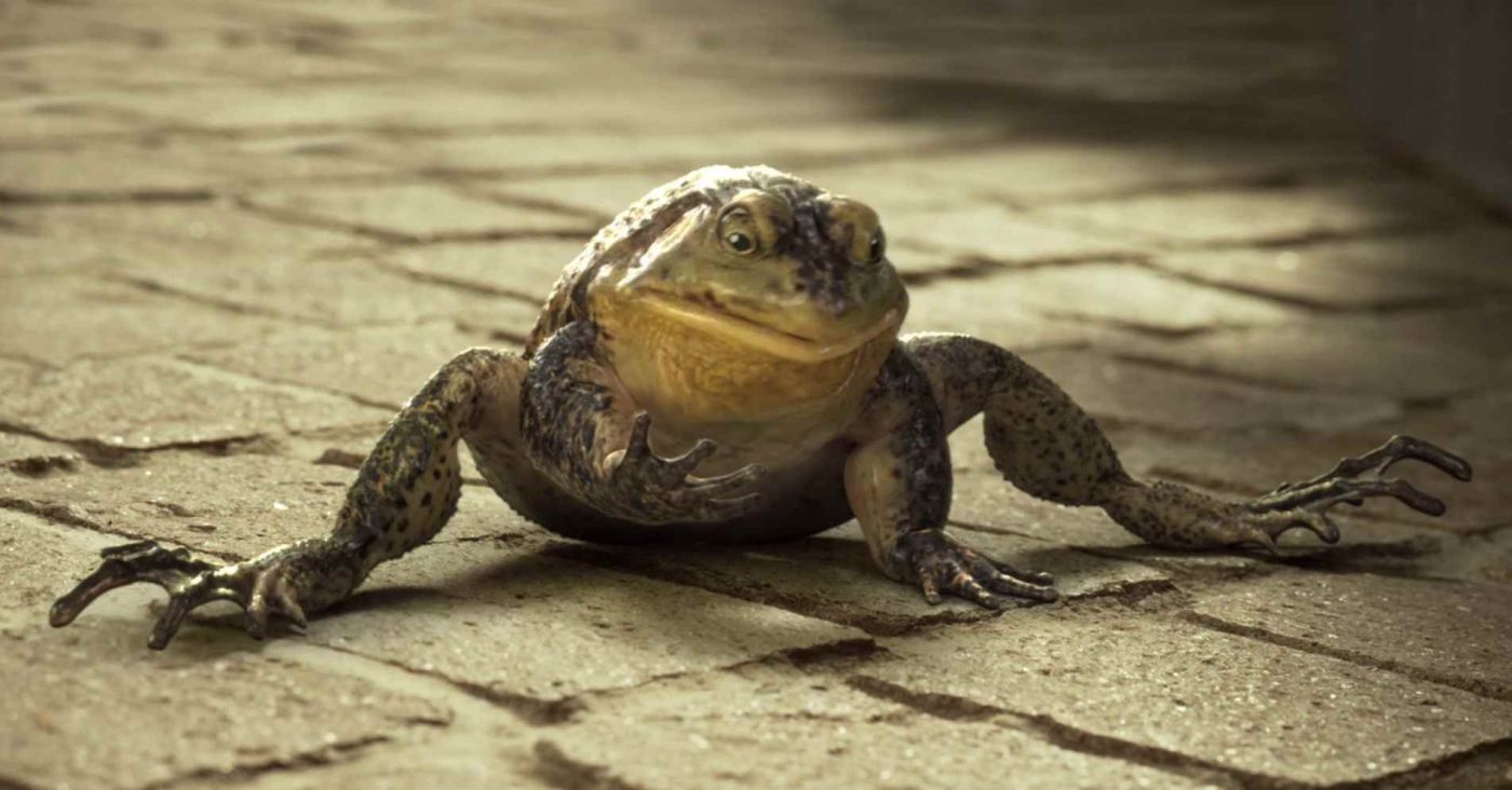 Музыка из рекламы Vitaminwater - Frog Музыка из рекламы Vitaminwater - Frog