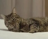 Музыка и видеоролик из рекламы SPCA - Sexy cat on the prowl for lovin'