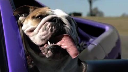 Музыка и видеоролик из рекламы Cadbury - Dogs in Cars Музыка и видеоролик из рекламы Cadbury - Dogs in Cars