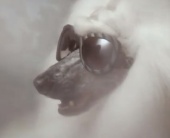 Музыка из рекламы Diesel Eyewear on Dogs