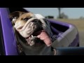 Музыка и видеоролик из рекламы Cadbury - Dogs in Cars