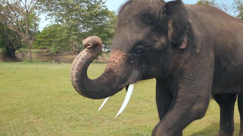 Музыка и видеоролик из рекламы Samsung Galaxy Note - Elephant Plays Музыка и видеоролик из рекламы Samsung Galaxy Note - Elephant Plays