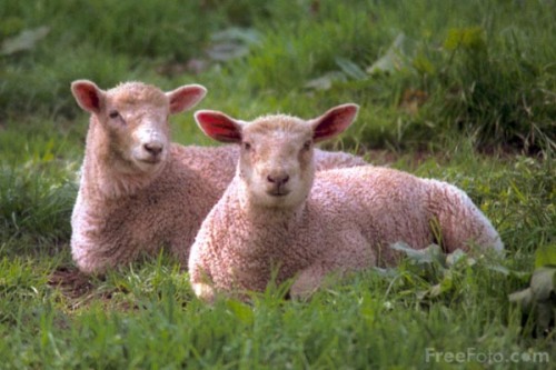 Музыка и видеоролик из рекламы Samsung - Extreme Sheep LED Музыка и видеоролик из рекламы Samsung - Extreme Sheep LED