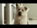 Музыка и видеоролик из рекламвы Travelers Insurance - Puppy Love