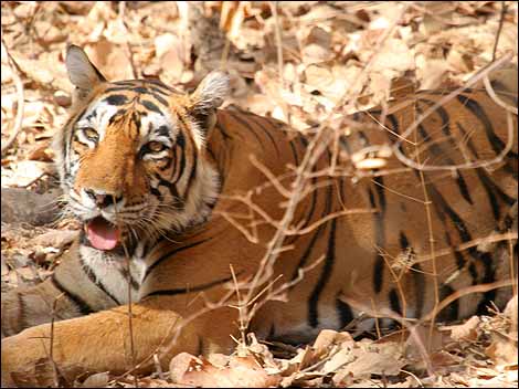 Музыка и видеоролик из рекламы Orange - Tiger Музыка и видеоролик из рекламы Orange - Tiger