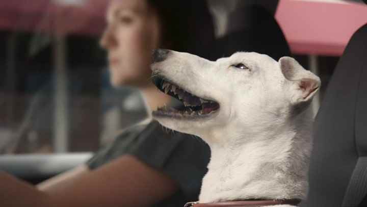 Музыка из рекламы Volkswagen Polo - Singing Dog