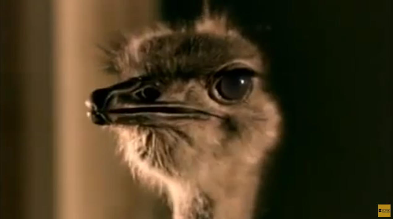 Музыка и видеоролик из рекламы Cadbury - Creates Moment of Joy with Flying Ostrich Музыка и видеоролик из рекламы Cadbury - Creates Moment of Joy with Flying Ostrich
