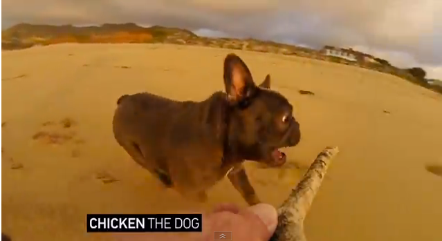 Музыка и видеоролик из рекламы GoPro - Chicken The Dog Музыка и видеоролик из рекламы GoPro - Chicken The Dog