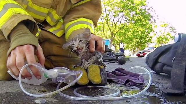 Музыка и видеоролик из рекламы GoPro: Fireman Saves Kitten Музыка и видеоролик из рекламы GoPro: Fireman Saves Kitten