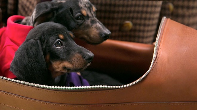 Музыка и видеоролик из рекламы Ralph Lauren - The Dog Walk Музыка и видеоролик из рекламы Ralph Lauren - The Dog Walk
