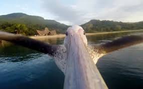 Музыка и видеоролик из рекламы GoPro - Pelican Learns To Fly