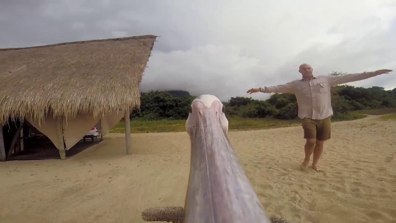 Музыка и видеоролик из рекламы GoPro - Pelican Learns To Fly Музыка и видеоролик из рекламы GoPro - Pelican Learns To Fly