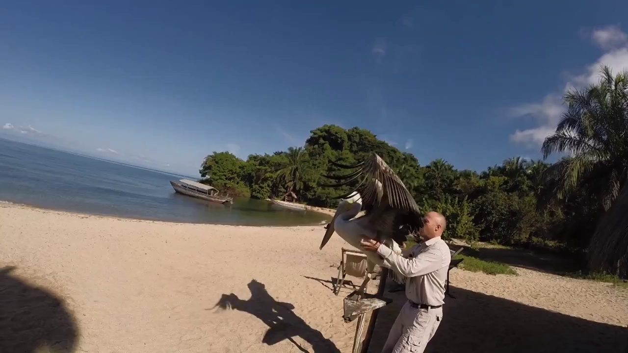 Музыка и видеоролик из рекламы GoPro - Pelican Learns To Fly