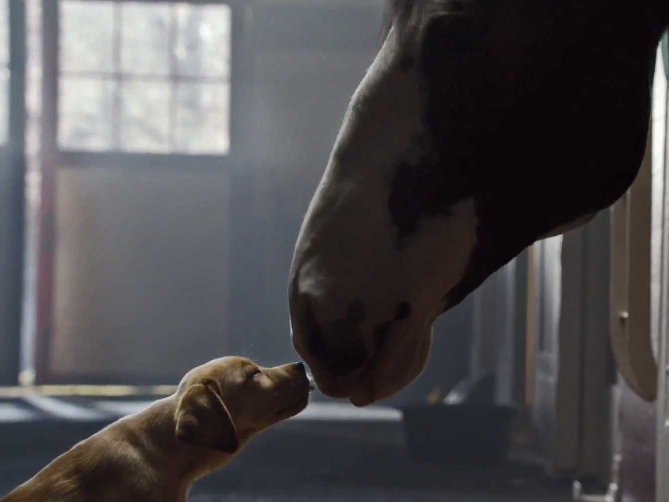 Музыка из рекламы Budweiser - Puppy Love Музыка из рекламы Budweiser - Puppy Love