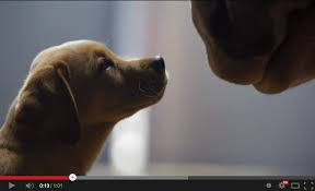 Музыка из рекламы Budweiser - Puppy Love