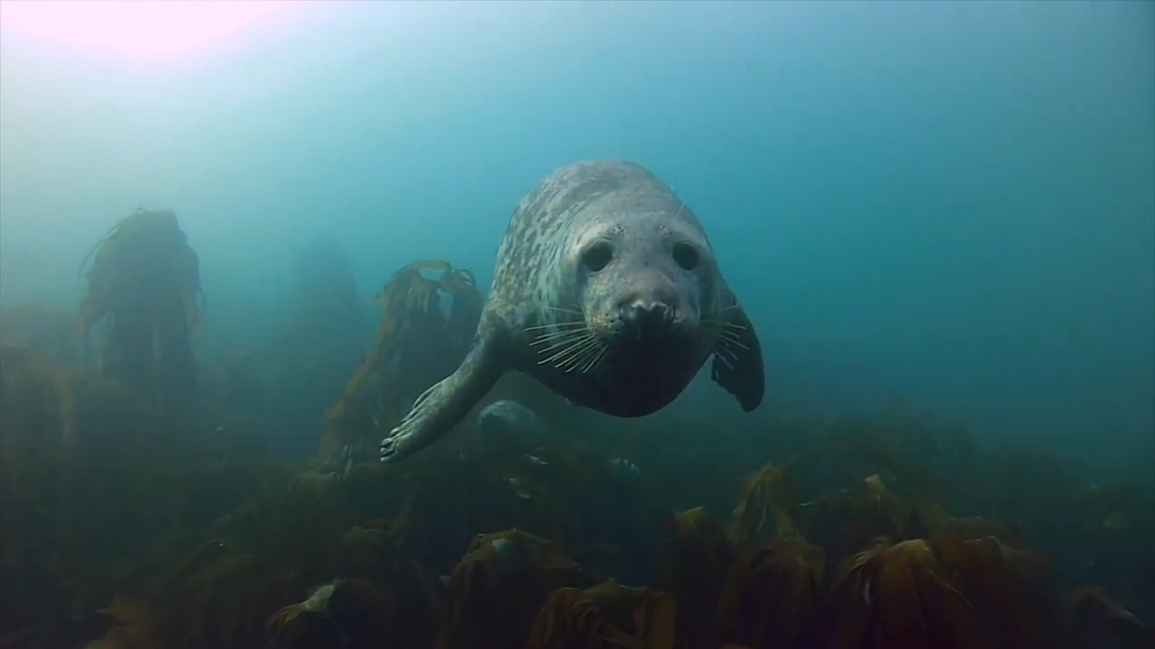 Музыка и видеоролик из рекламы GoPro - Seal Belly Rub Музыка и видеоролик из рекламы GoPro - Seal Belly Rub