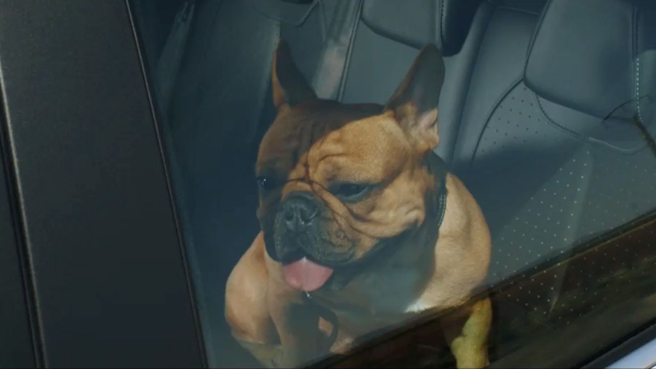 Музыка и видеоролик из рекламы Citroen - Dog Stretching Музыка и видеоролик из рекламы Citroen - Dog Stretching
