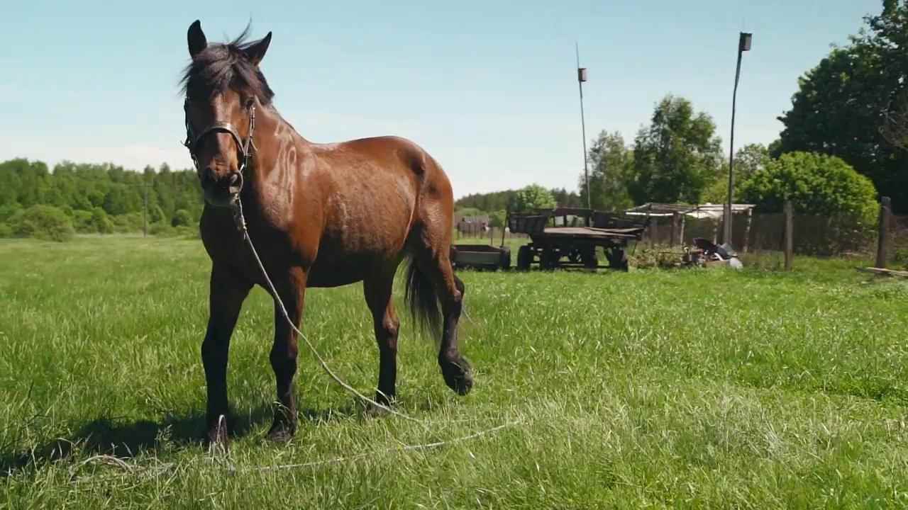 Музыка и видео из рекламы Subaru - Выйду ночью в поле с конём