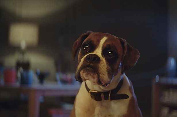 Музыка из рекламы John Lewis - #BusterTheBoxer Музыка из рекламы John Lewis - #BusterTheBoxer