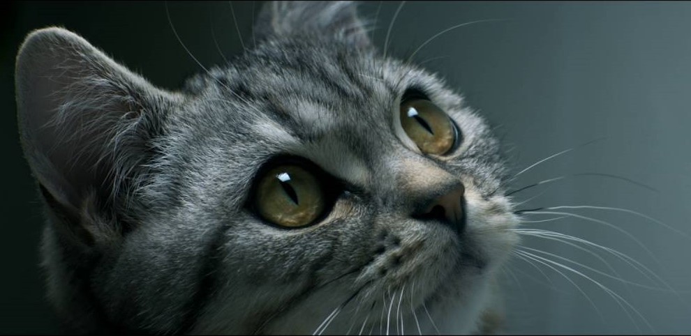 Музыка из рекламы Whiskas - Curious Cats