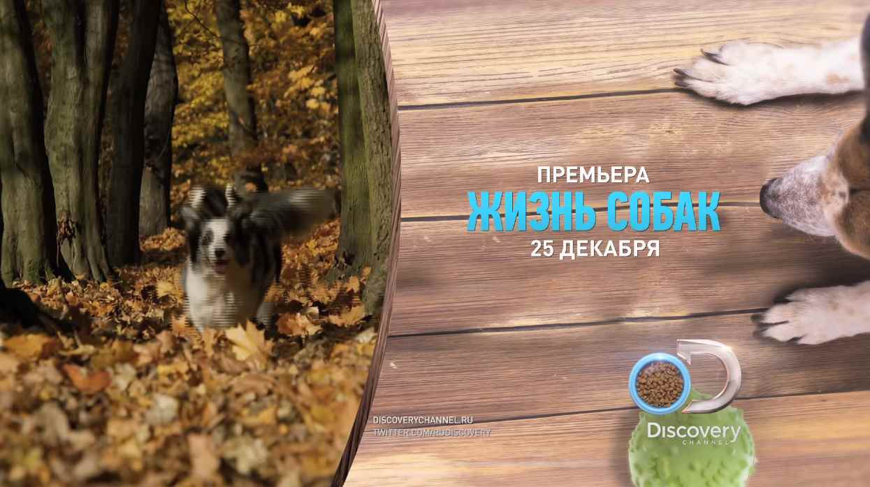 Музыка из рекламы Discovery - Жизнь собак Музыка из рекламы Discovery - Жизнь собак