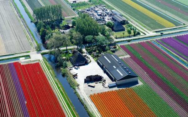 Тюльпановые поля в Нидерландах
