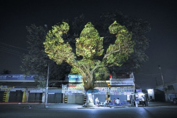 Сказочные световые проекции на деревьях