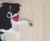 Самый незаметный пес в Instagram