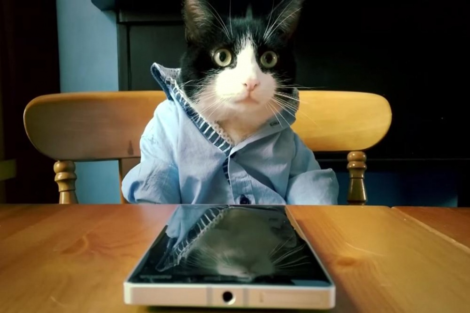 Котики выбирают Lumia 930