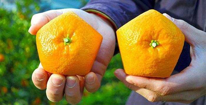 Пятиугольные апельсины от японского фермера