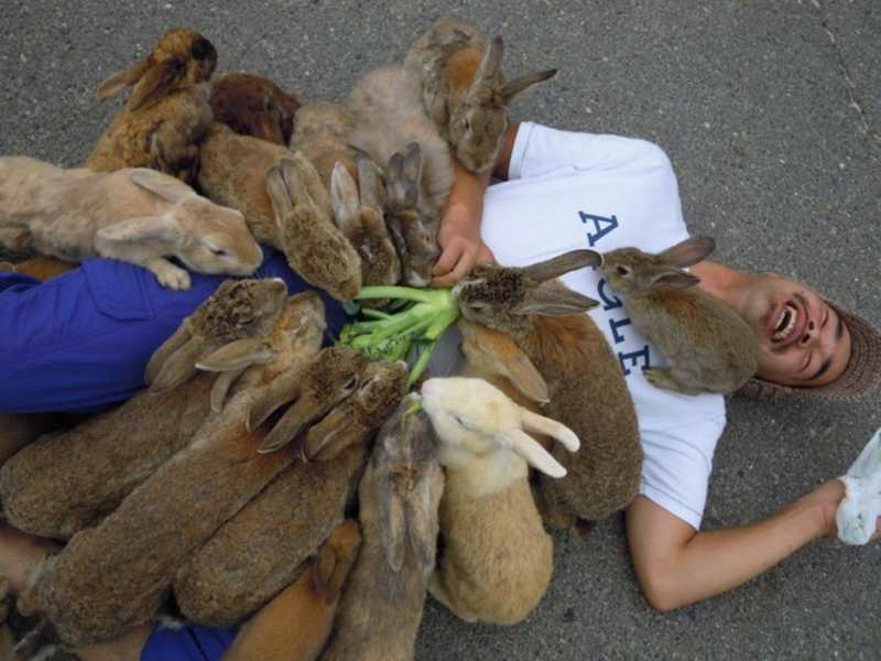 Окуносима – остров кроликов