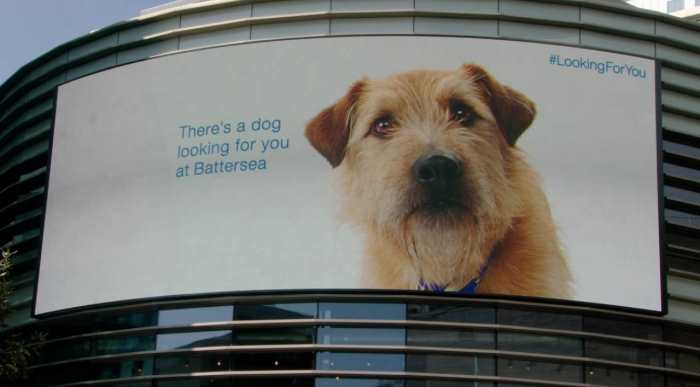 Бездомный пёс стал героем рекламы