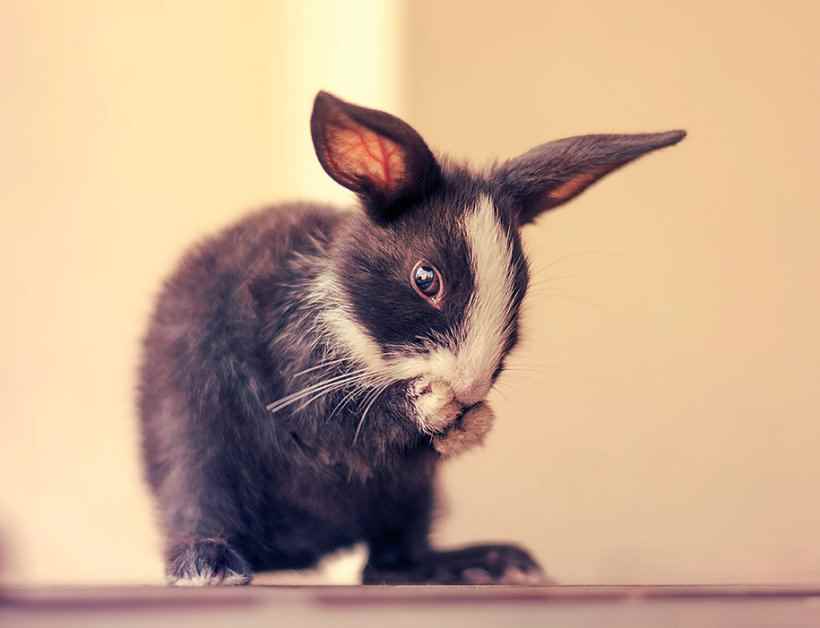 Первые 30 дней из жизни милейшего крольчонка
