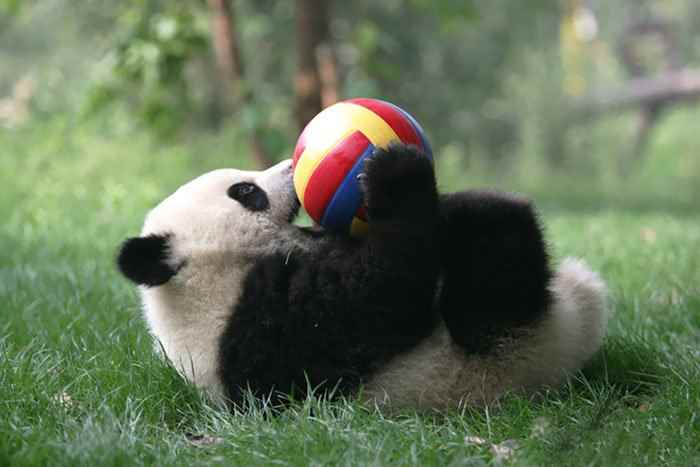 Детский сад для панд