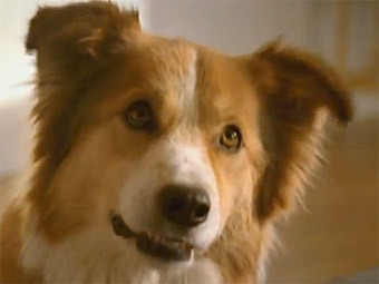 Nestle сделала телевизионную рекламу для собак