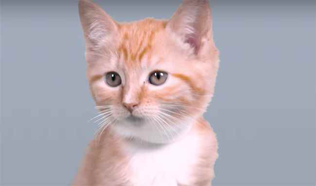 Mashable сняли видео об эволюции кошачьей красоты за 100 лет.