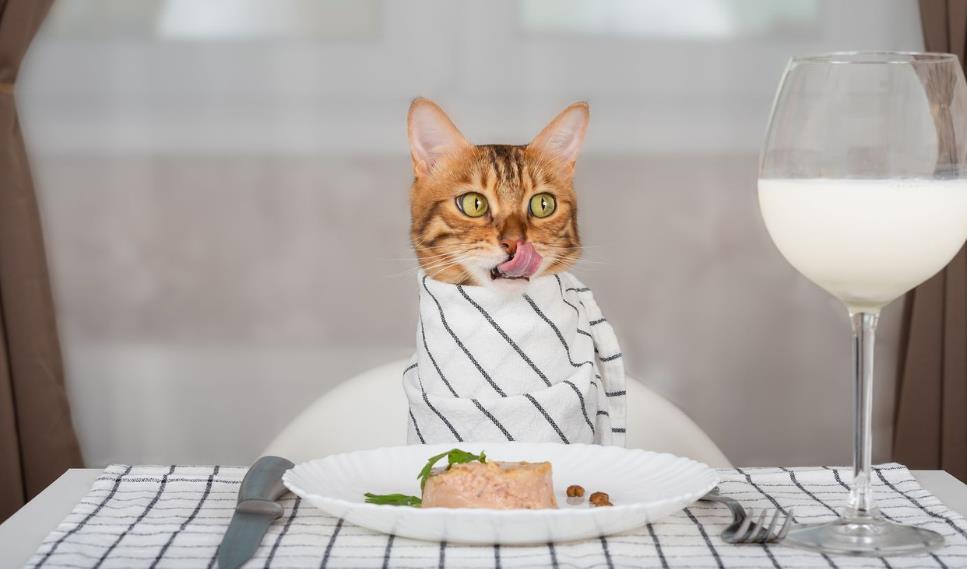 Бренд корма для кошек откроет ресторан для людей