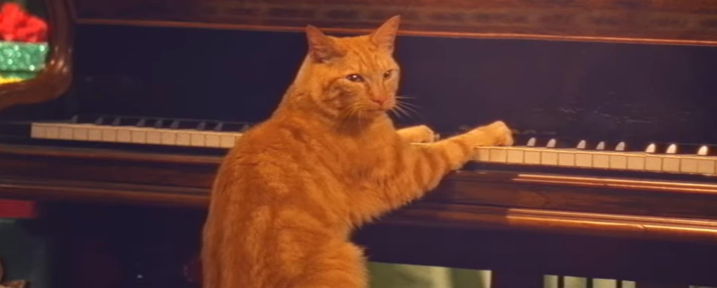 Кот испортил рождественскую песню игрой на пианино в юмористическом ролике