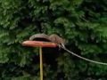 Музыка и видеоролик из рекламы Carling - Squirrel Музыка и видеоролик из рекламы Carling - Squirrel