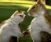Музыка и видеоролик из рекламы Kit Kat - Squirrel Музыка и видеоролик из рекламы Kit Kat - Squirrel