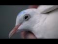 Музыка и видеоролик из рекламы Pure Blonde Beer - Dove Love
