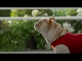 Музыка и видеоролик из рекламы Skechers - GO Run Mr. Quiggly! Музыка и видеоролик из рекламы Skechers - GO Run Mr. Quiggly!