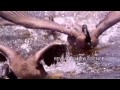Музыка и видеоролик из рекламы National Geographic - Great Migrations Музыка и видеоролик из рекламы National Geographic - Great Migrations