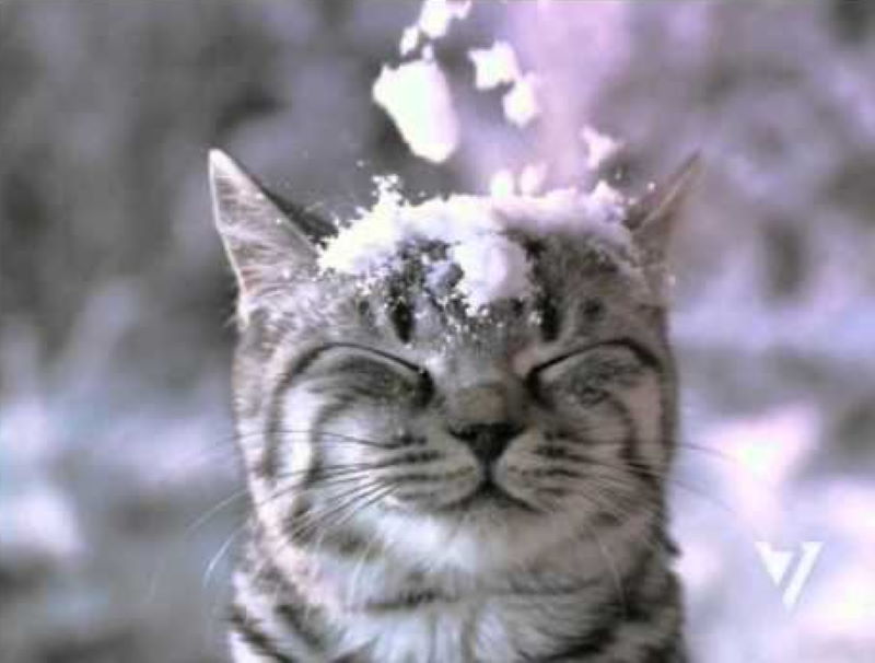 Кот со снегом на голове картинки