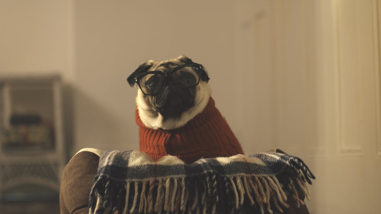 Музыка из рекламы Vision Direct – A Pug’s Christmas