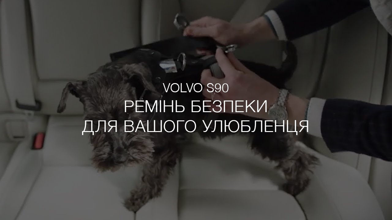 Музыка из рекламы Volvo S90 - Ремінь безпеки для вашого улюбленця Музыка из рекламы Volvo S90 - Ремінь безпеки для вашого улюбленця
