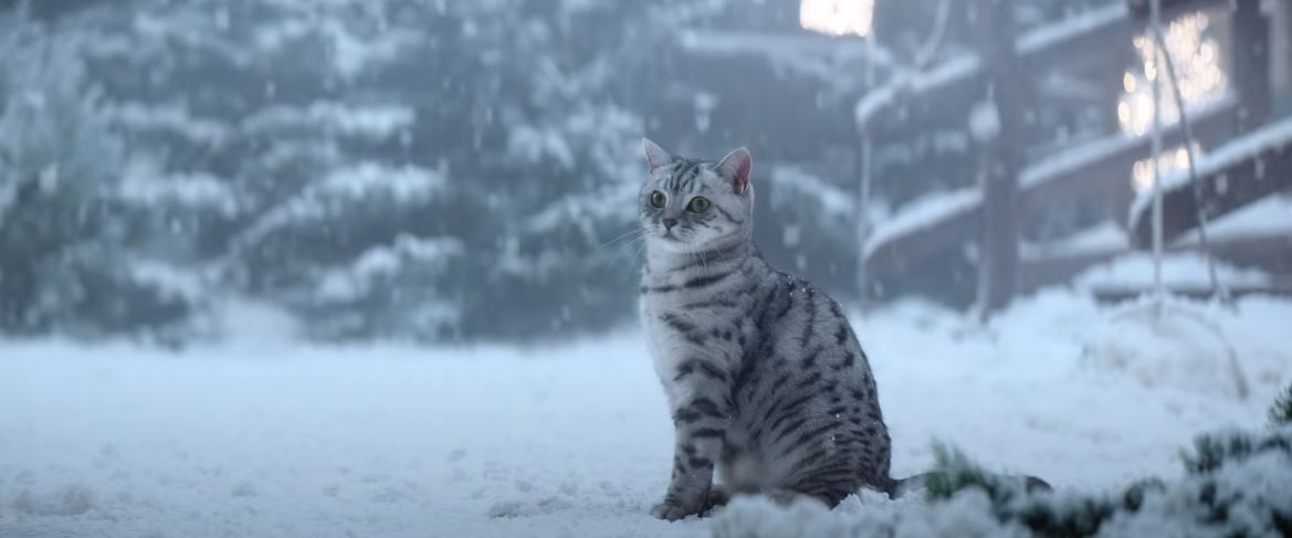 Музыка из рекламы WHISKAS - Сказка со счастливым котом!
