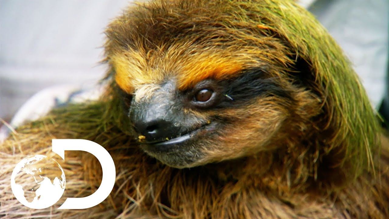 Музыка из рекламы Animal Planet - Nick Baker's Weird Creatures Музыка из рекламы Animal Planet - Nick Baker's Weird Creatures