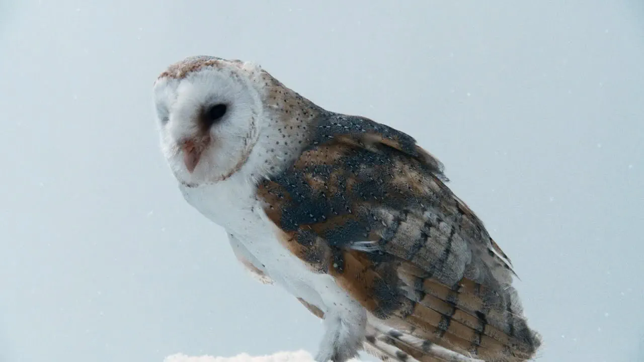 Музыка из рекламы CHANEL - From dream to reality (Mona Tougaard, Rebecca Lee)